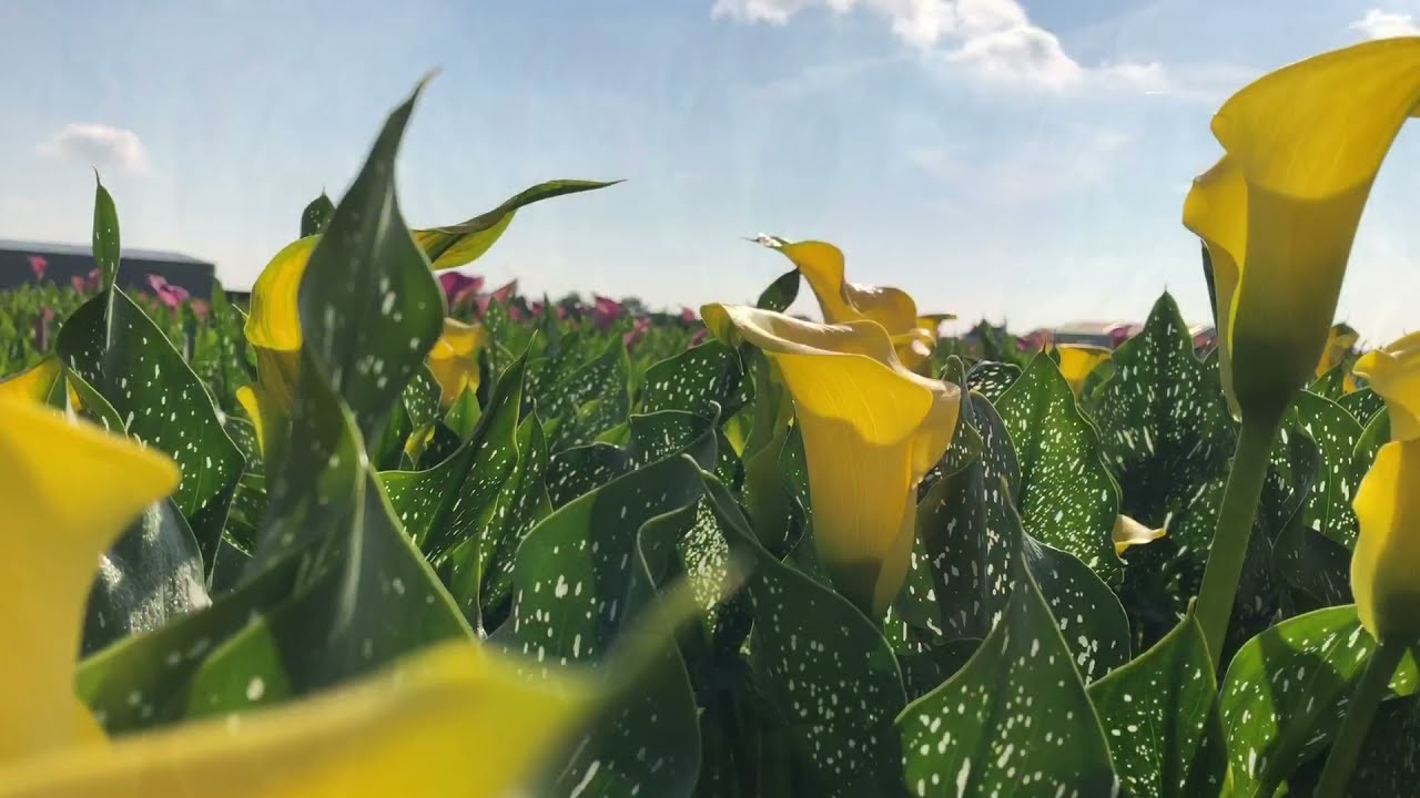 Hilverda De Boer - Supreme Selections grower visit Kallaland