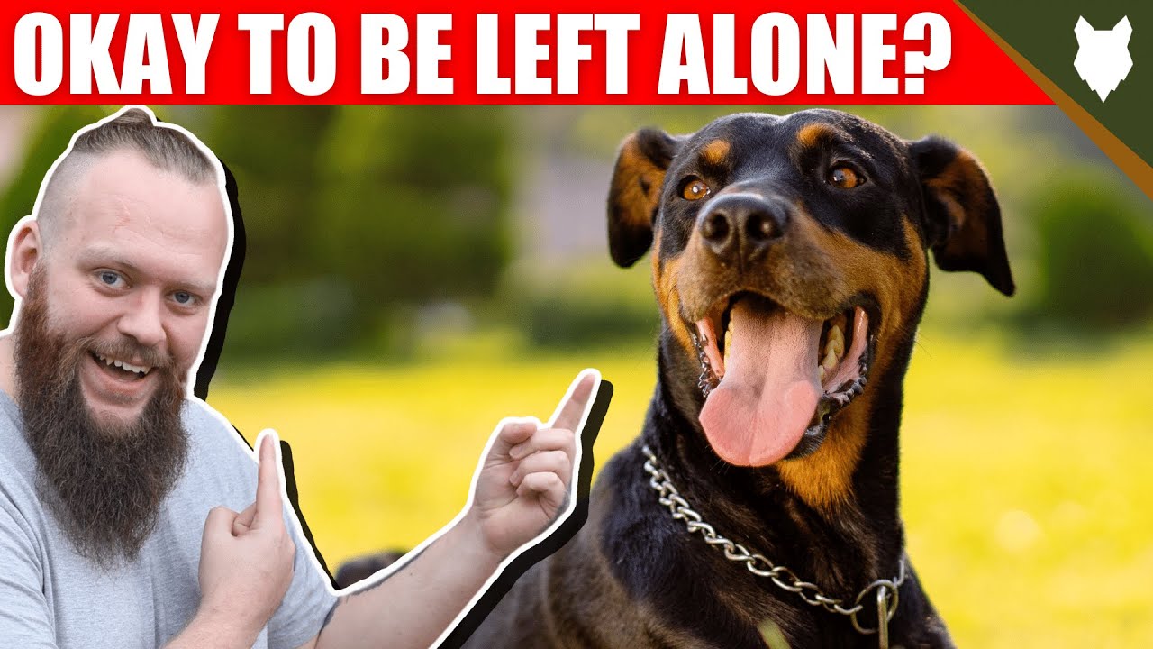 Can My DOBERMAN Be Left Alone