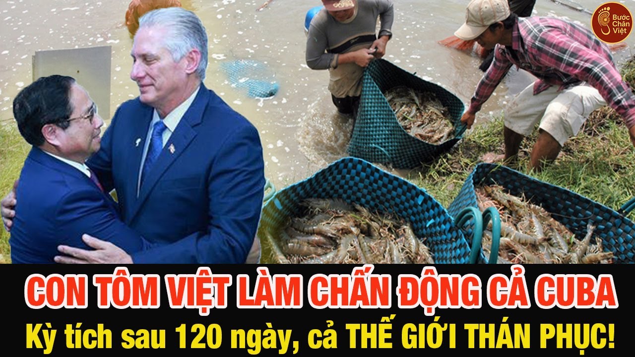 KHÔNG THỂ TIN NỔI! Con Tôm Việt Làm Cả Cuba “Thức Tỉnh” – Từ Bờ Vực Đến Kỳ Tích!