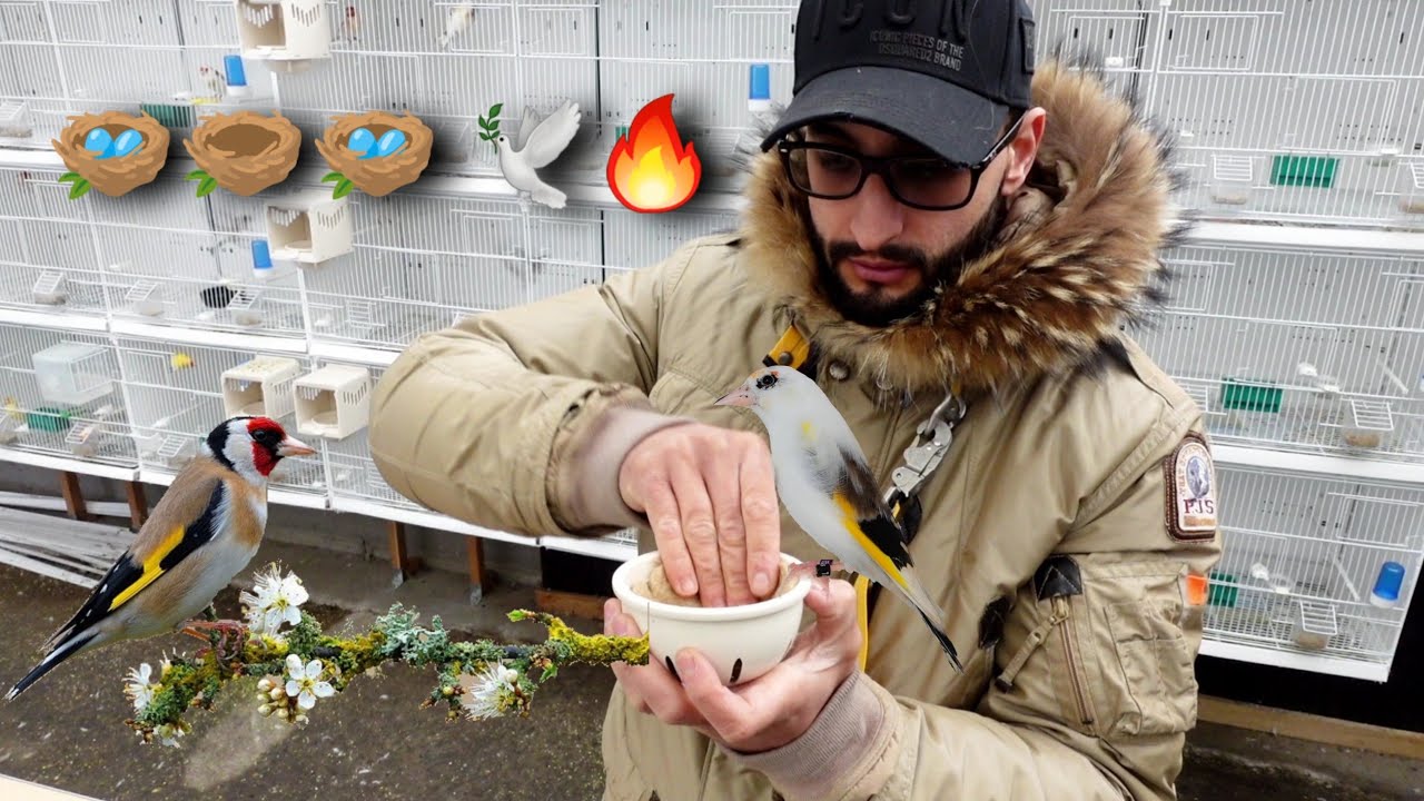 Начало сезона щеглов + реакция + небольшой совет для вас 😉👍🔥🦅🕊️