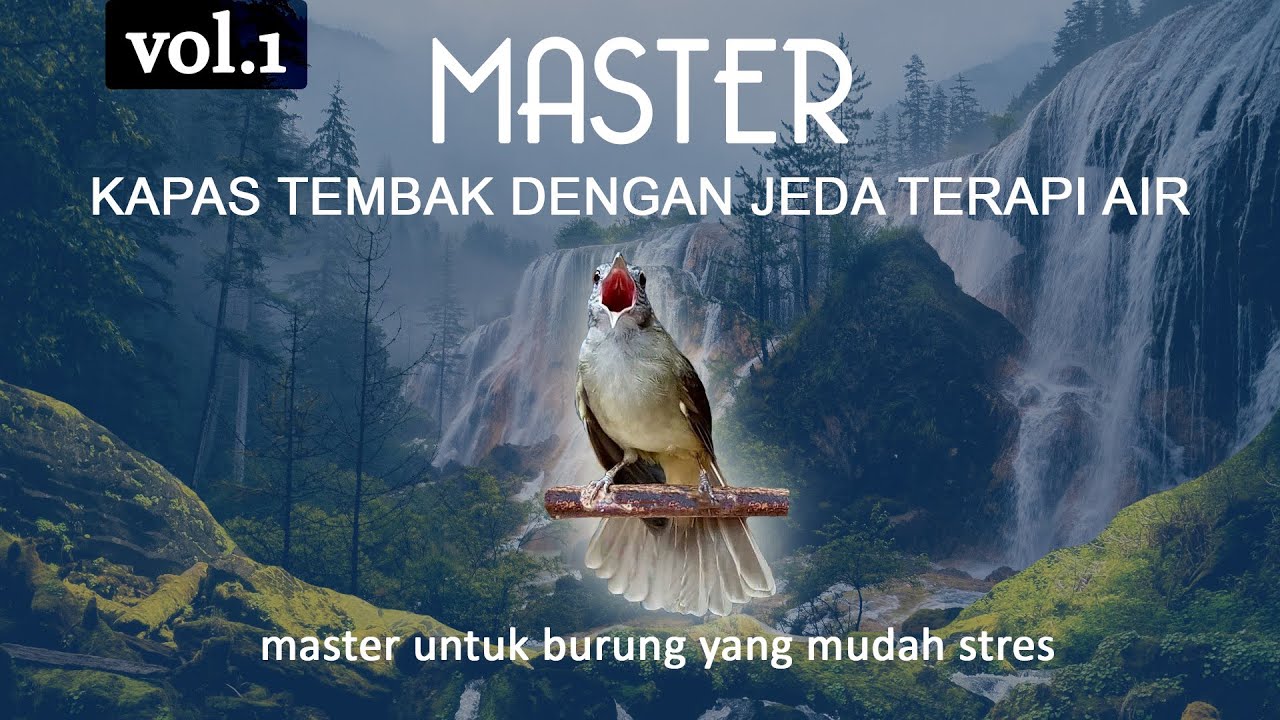 MASTER Vol1 Kapas Tembak durasi  jeda terapi air, burung tidak stres. VOL.1
