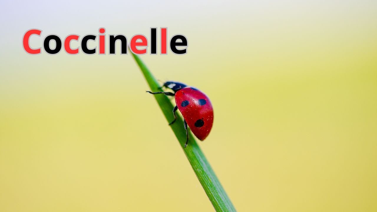 Coccinelle : Le porte-bonheur ailé 🍀