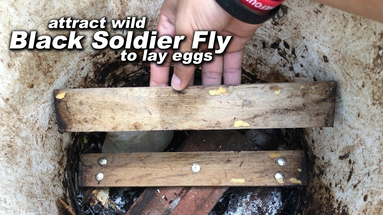 Simple way to attract wild Black Soldier Fly to lay thousands of eggs by using kitchen waste only