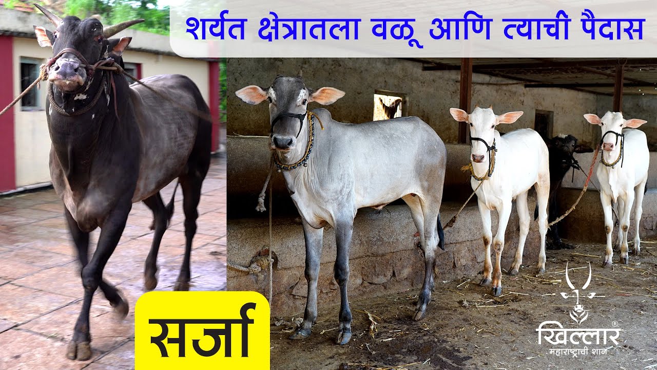 Khillar Maharashtrachi Shaan | शर्यत क्षेत्रातला वळू आणि त्याची पैदास । Khillar । २०२०