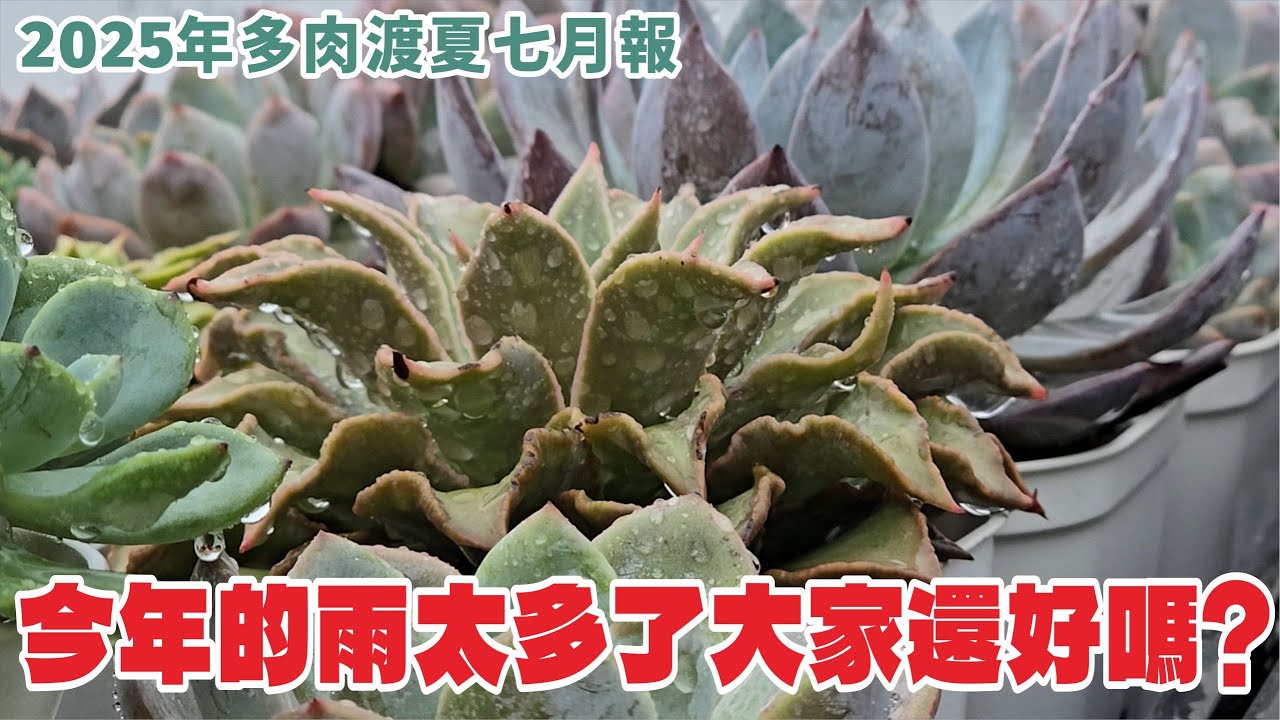 2025多肉植物渡夏月／七月報，下週就立秋了！雨實在太多了，注意安全！西邊的大家都還好嗎？#succulent #echeveria #多肉植物 #plants #vlog
