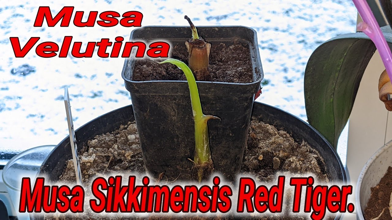Jak odratować musa sikkimensis red tiger i musa velutina. PODSTAWA TO CIERPLIWOŚĆ. Dziękuję za 👍😉