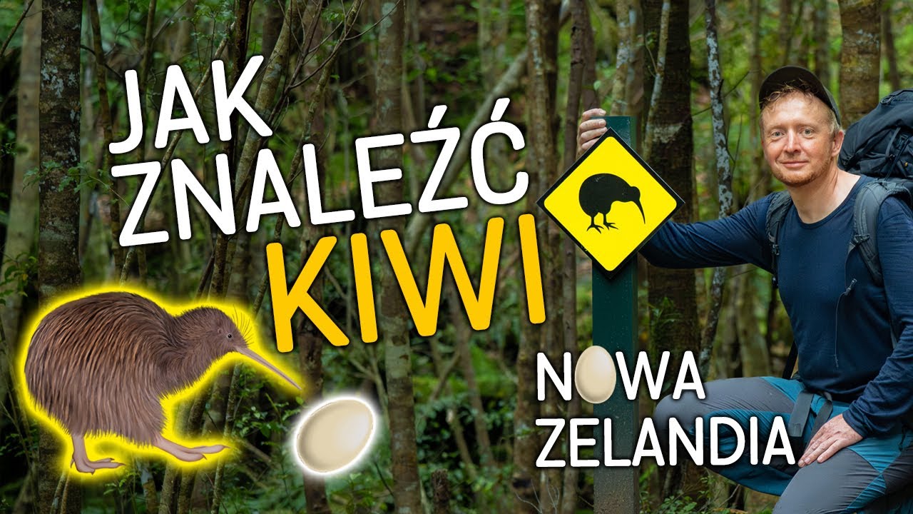 Jak znaleźć KIWI? - czyli zaskakująca przyroda Nowej Zelandii!