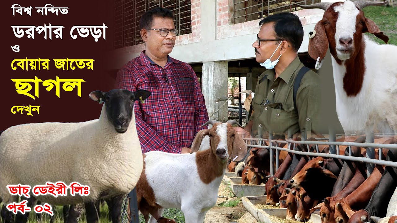 বিশ্বনন্দিত ডরপার ভেড়া বোয়ার জাতের ছাগল Now look at the world-pleasing Druper sheep and Boer goats.