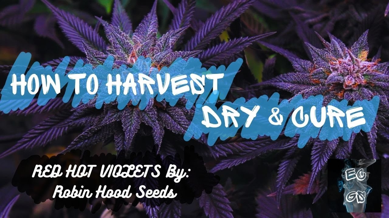 How To Harvest Dry and Cure : Red Hot Violets by Robin Hood Seeds