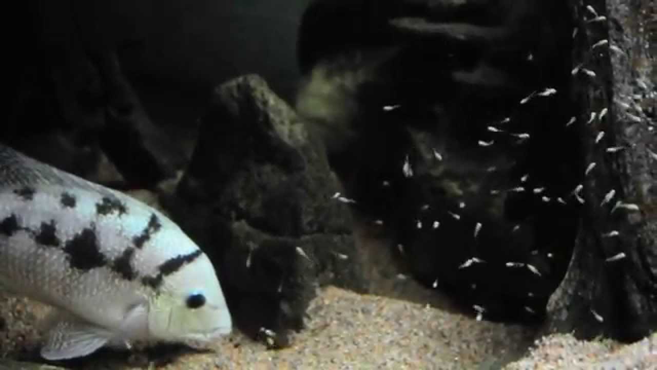 Theraps lentiginosus - with fry -