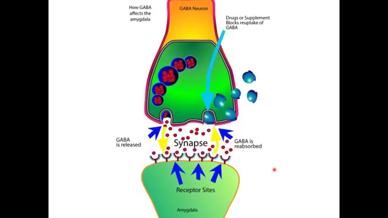 How The Neurotransmitter GABA Works For Anxiety In The Brain