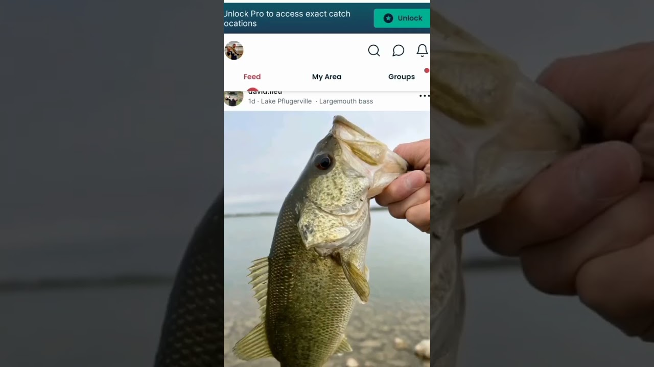 Join FISHBRAIN  to know the secrets! 🐟#fishbrain