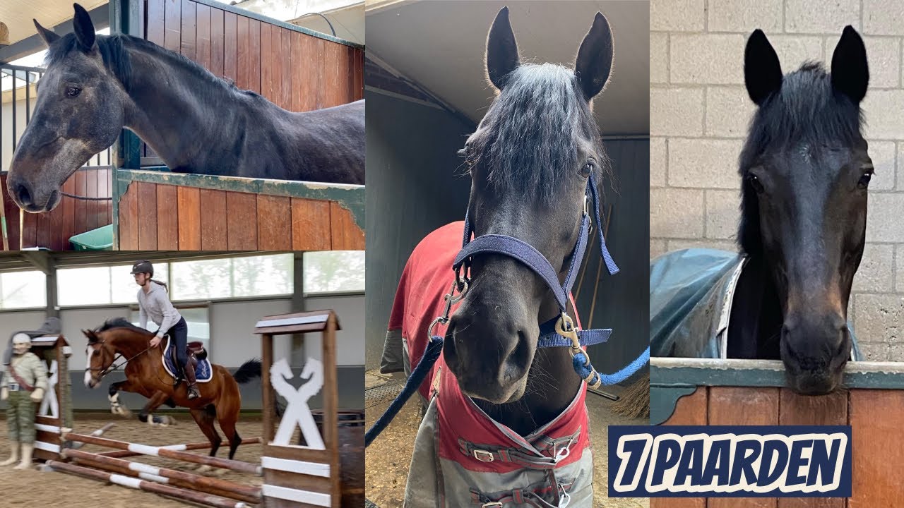 ONTMOET 3 NIEUWE PAARDEN & SPRINGEN MET CALLI | Horses by Demi
