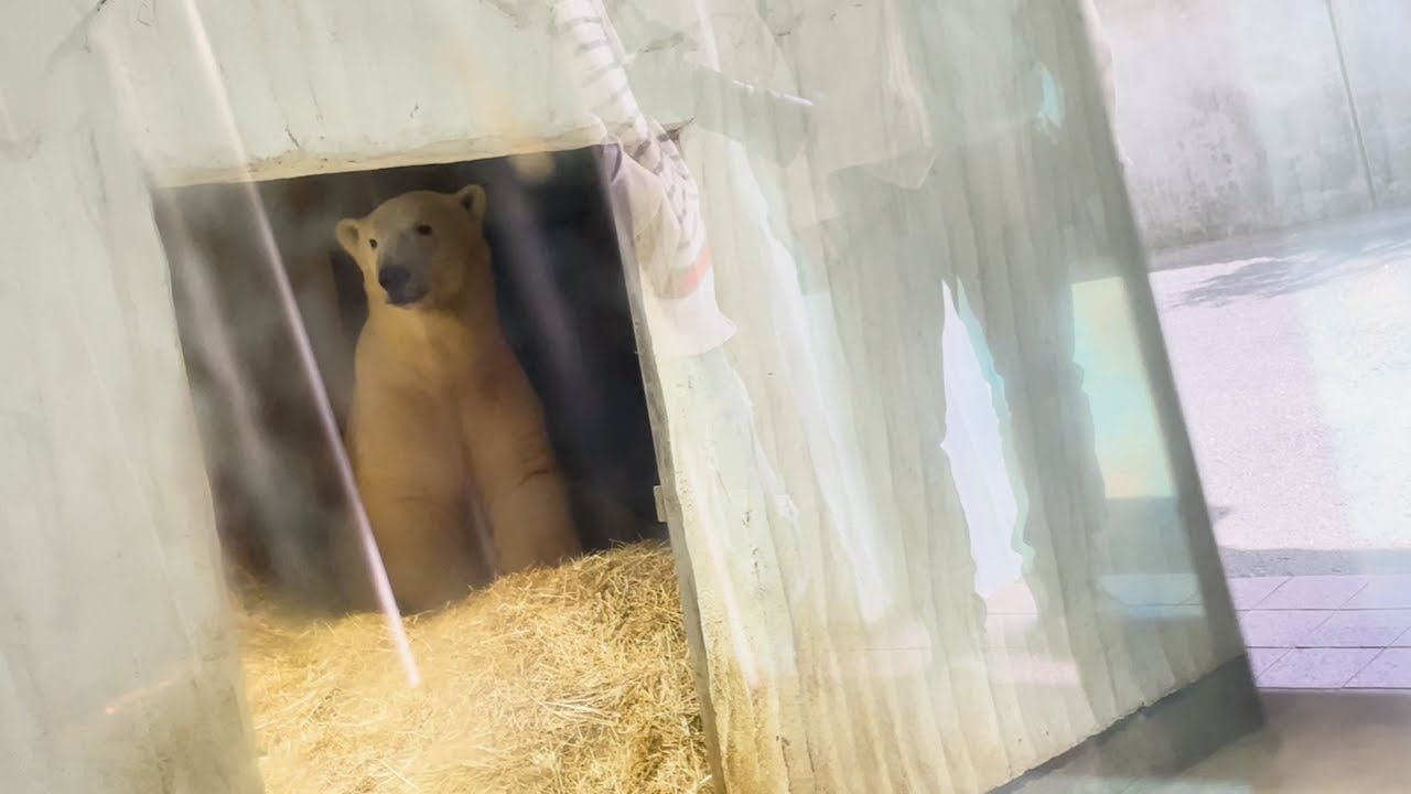 ひだり足があ－－！いたたたっ⁉フブキくん💦2025/3/29 ＃東山動植物園＃フブキ＃ホッキョクグマ＃白くま＃ユキ＃豪太
