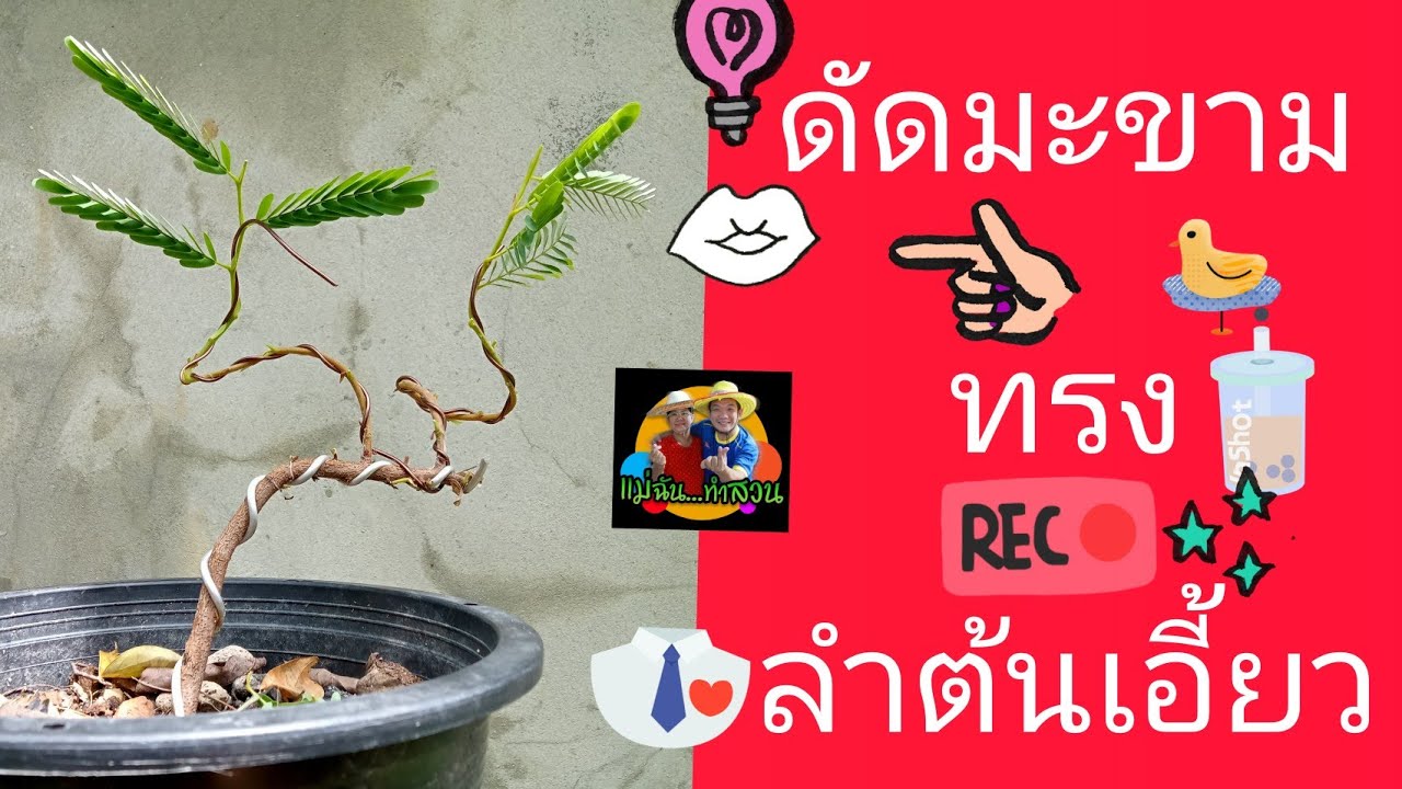ดัดมะขามทรงลำต้นเอี้ยว@แม่ฉันทําสวน