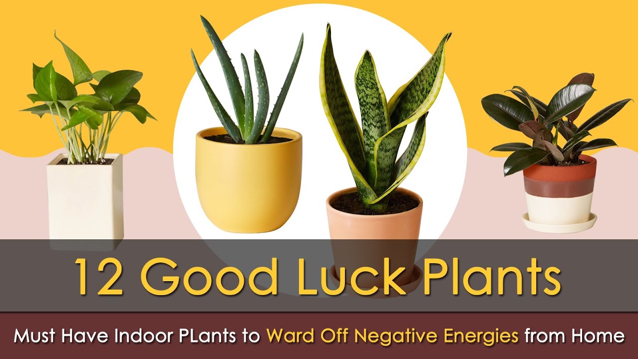 12 Indoor #Vastu #Plants (Fengu Shui Plants) That Will Defend Your Home Against Evil Eyes