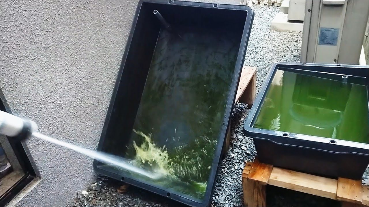 《日陰の金魚飼育》【越冬準備】【らんちゅう】