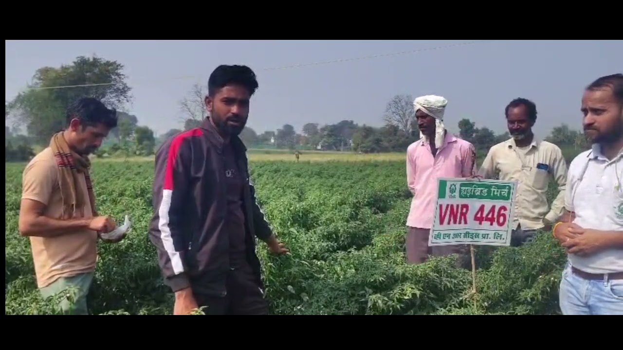 Chilli vnr 446 