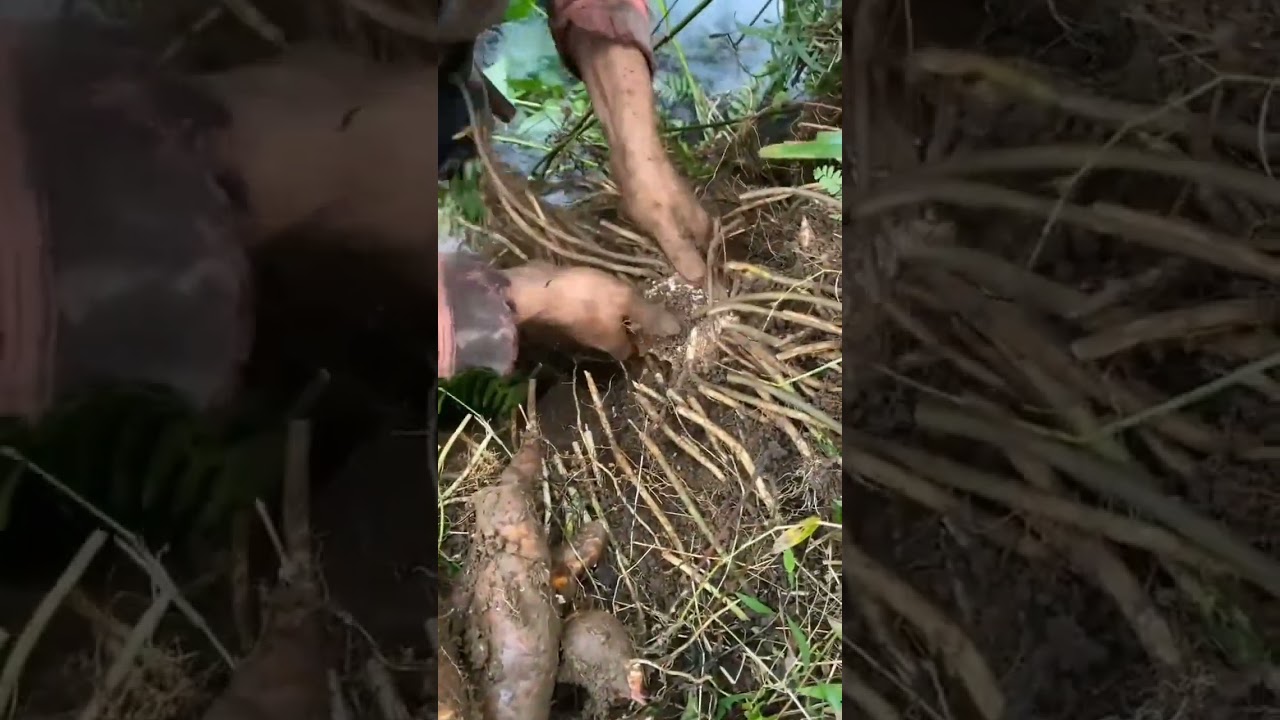Ang link naa sa punuan sa abaka
