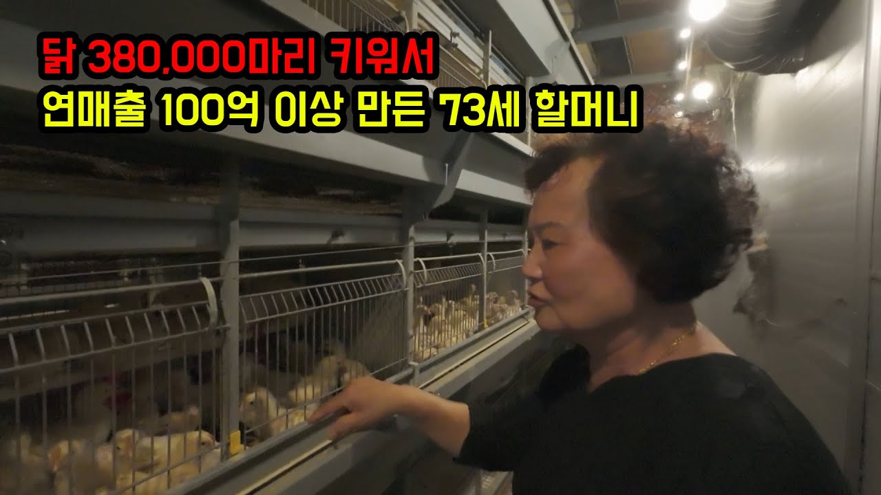 73세에 380,000마리 닭 키워서 연매출 100억 양계장 운영하는 할머니ㄷㄷ