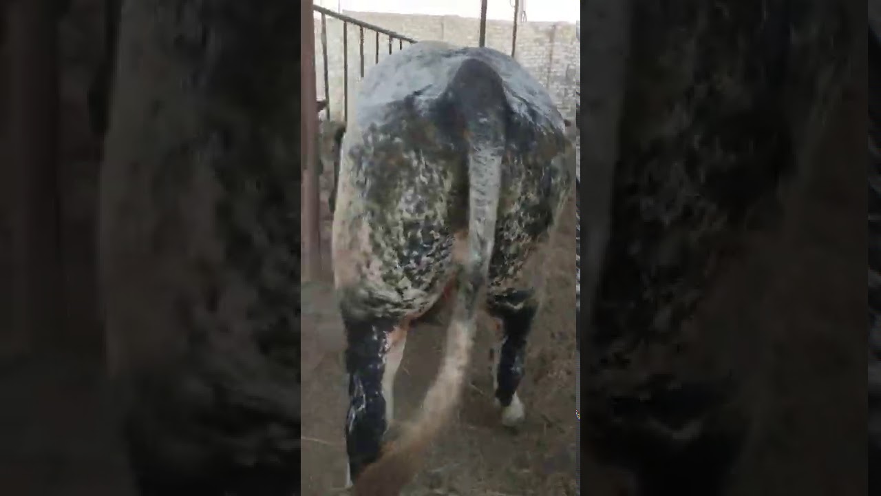 عمليه تنطيط مع العجله الخرص