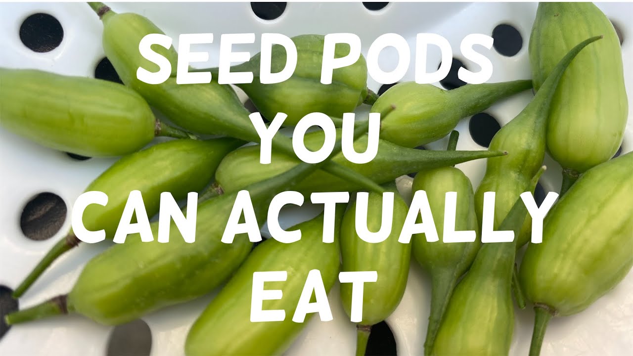 How To Eat Radish Seed Pods | Container Gardening