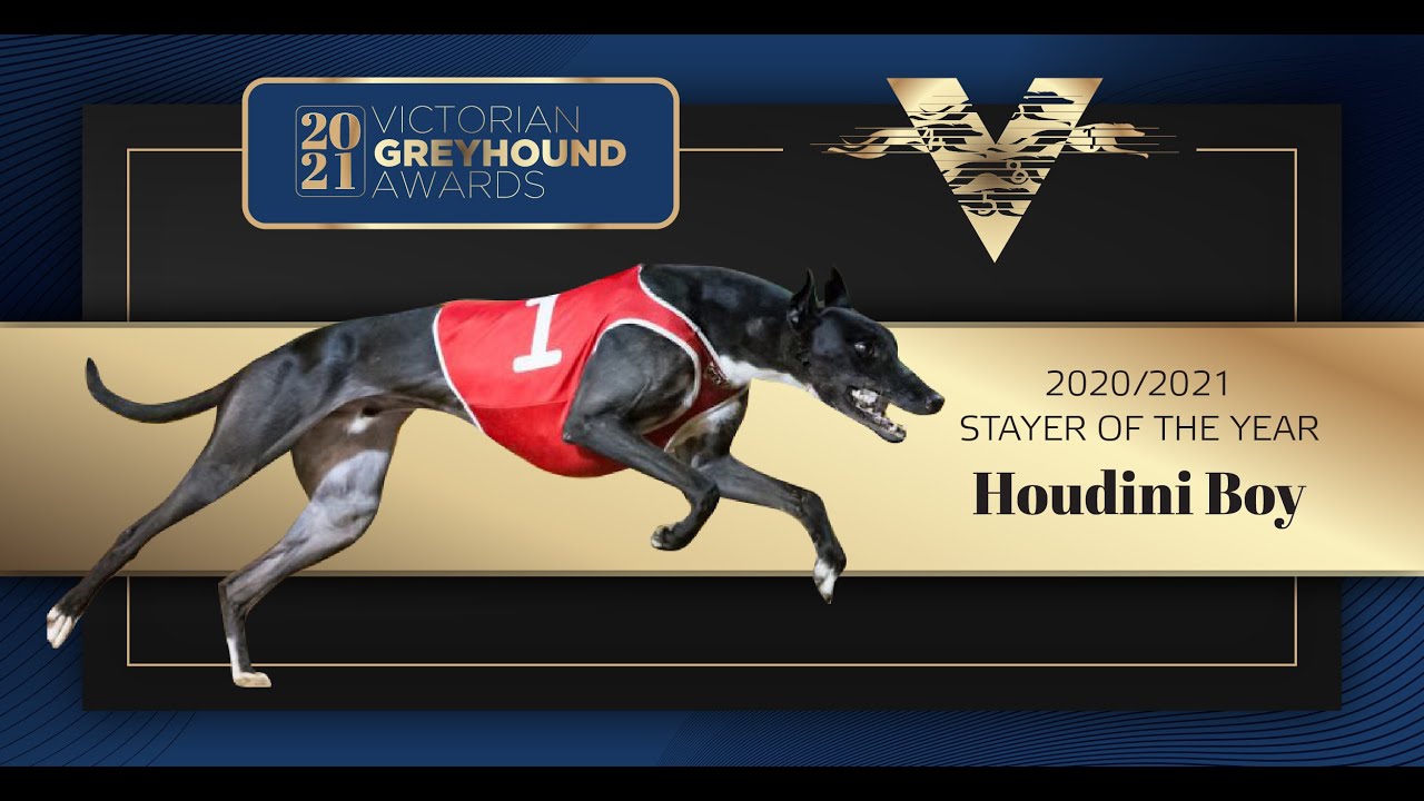 2021 Victorian Stayer of the Year: Houdini Boy