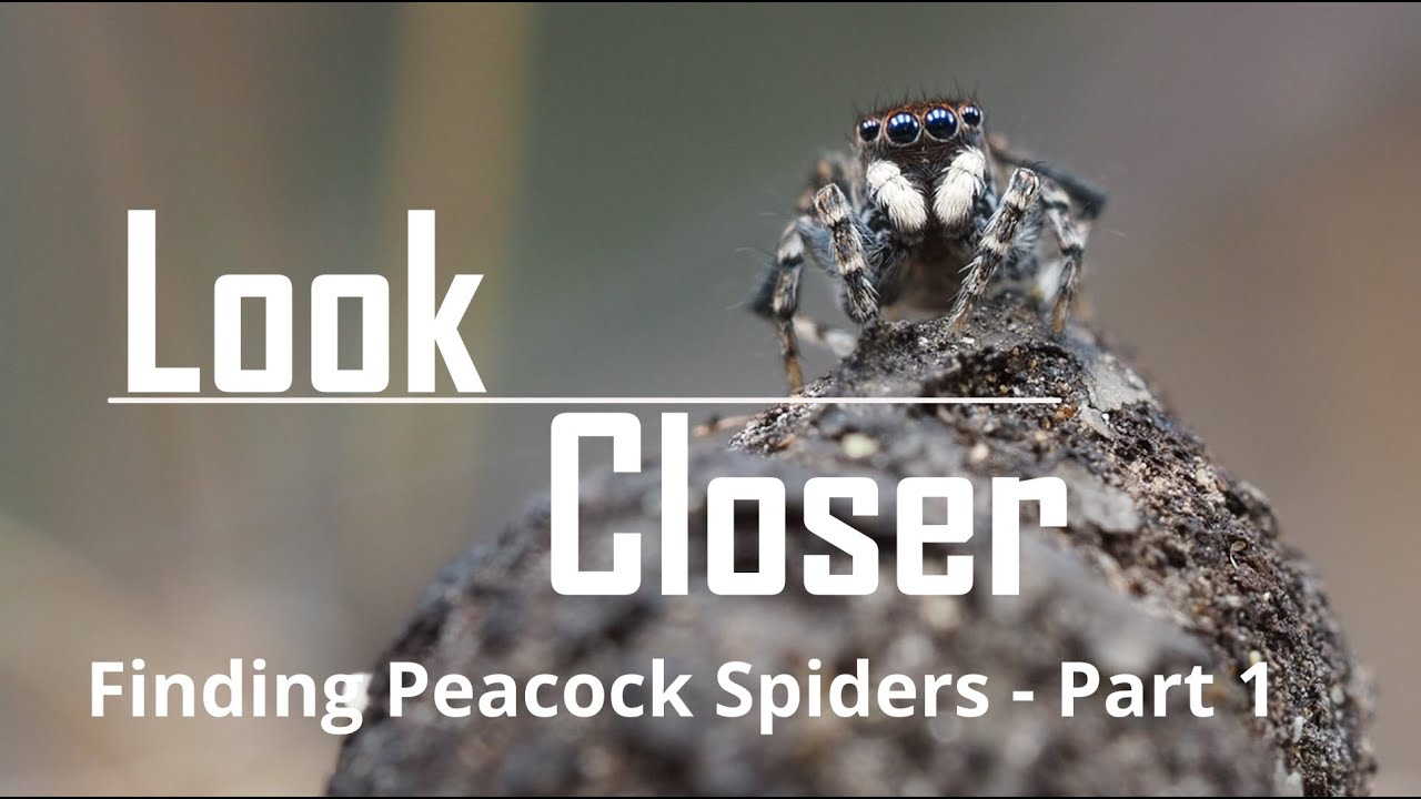 Finding Peacock spiders Part 1