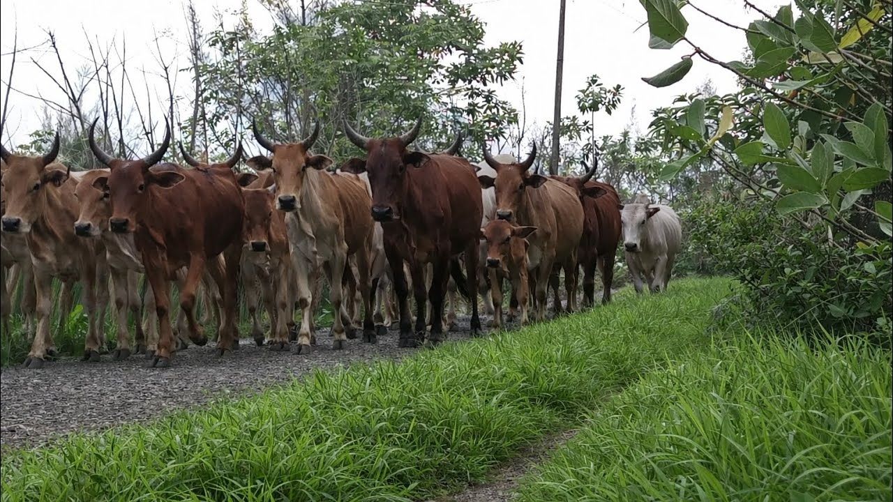 herding a herd of tame cows home in the evening while making sounds