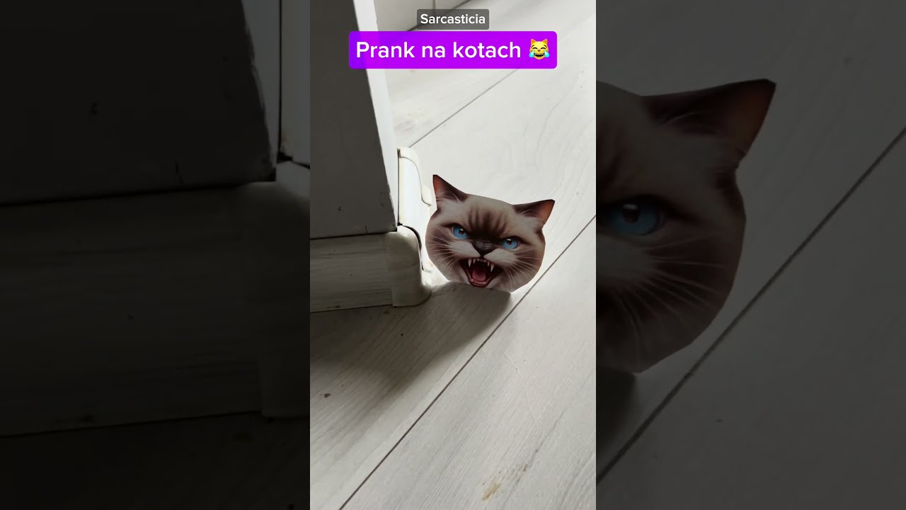 Nabrałam moje koty? 🤣 #kot #koty #haha #śmieszne #reakcja #catmeme #catmemes #capcut #memecut #memy