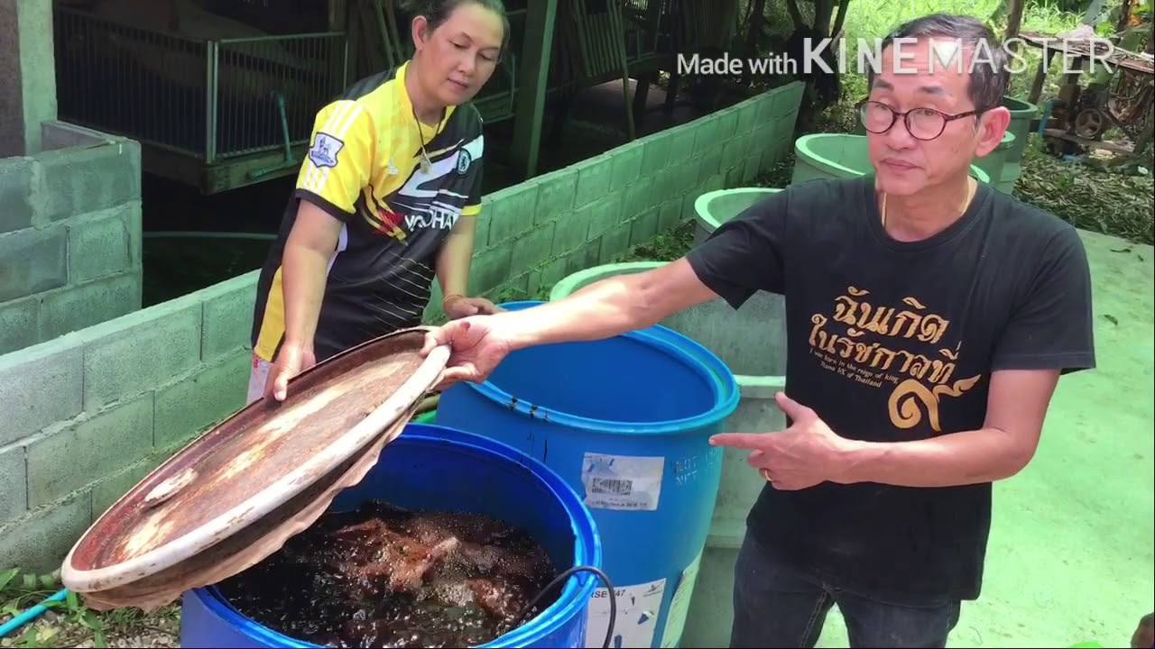 วิธีการทำมันหมักยีสต์อาหารลดต้นทุนสำหรับเลี้ยงสัตว์