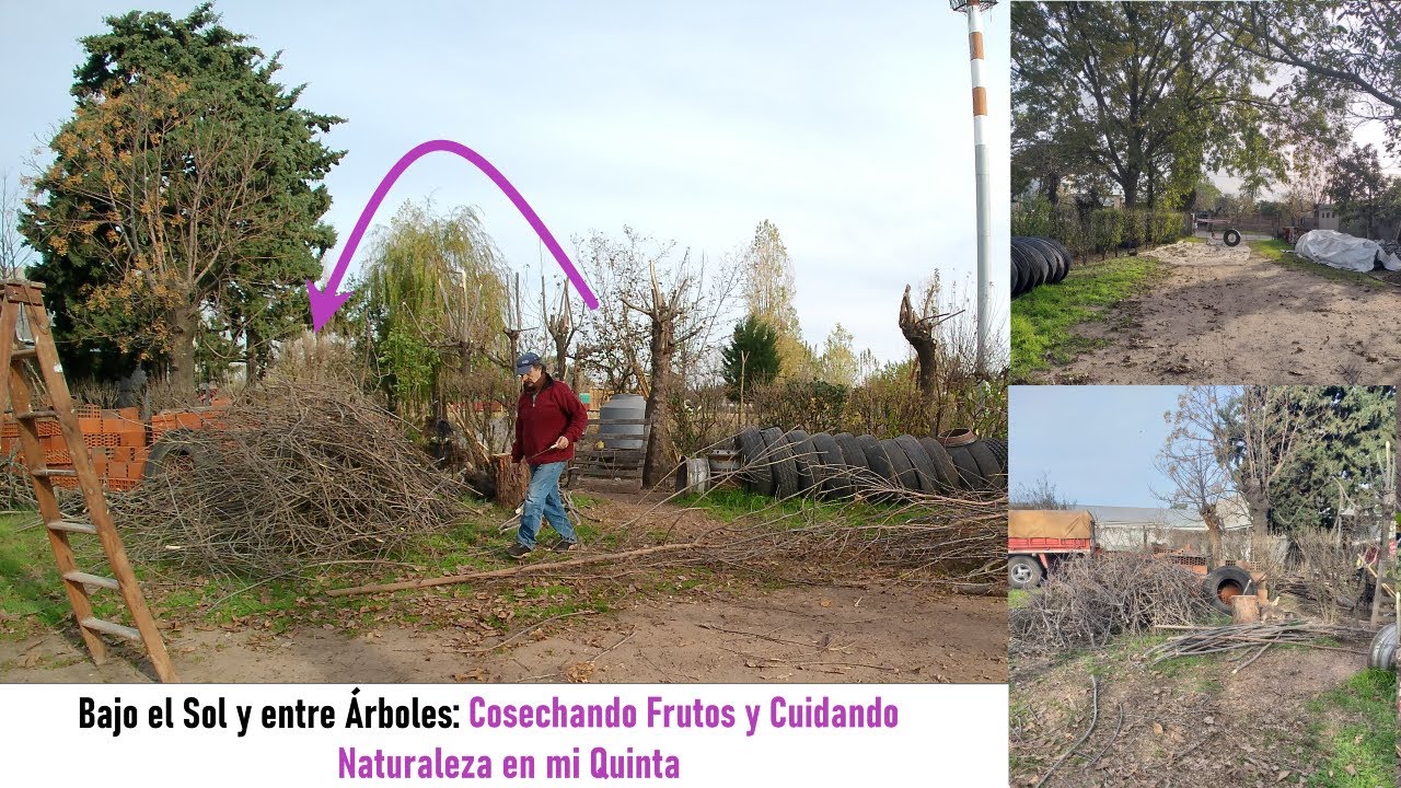 Cosechando Frutos secos y cuidando de la hermosa naturaleza argentina - Usamos electro podadora