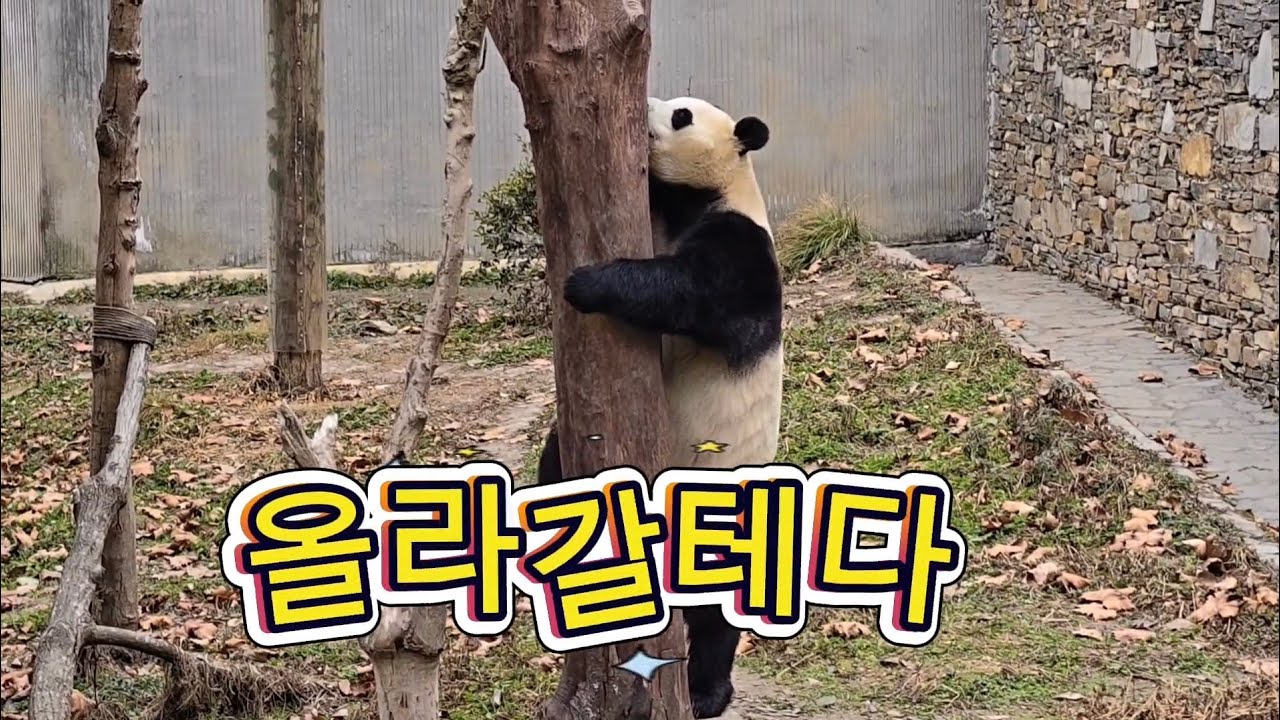 1/30 푸바오실시간 오후(1) 올라가고 말태다~ 계속실패해서 자는줄 알었는데... 