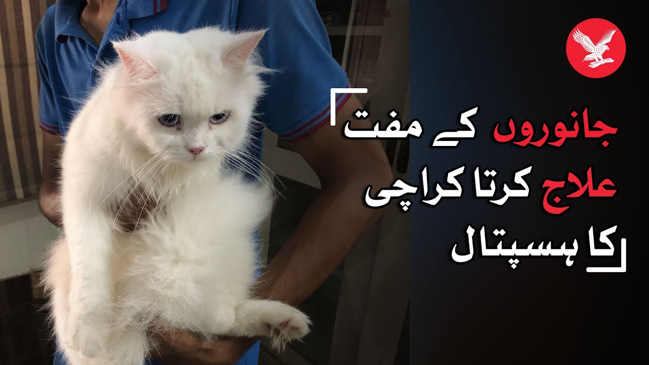 Karachi: Richmond Crawford Hospital marks 140 years of compassionate animal care
