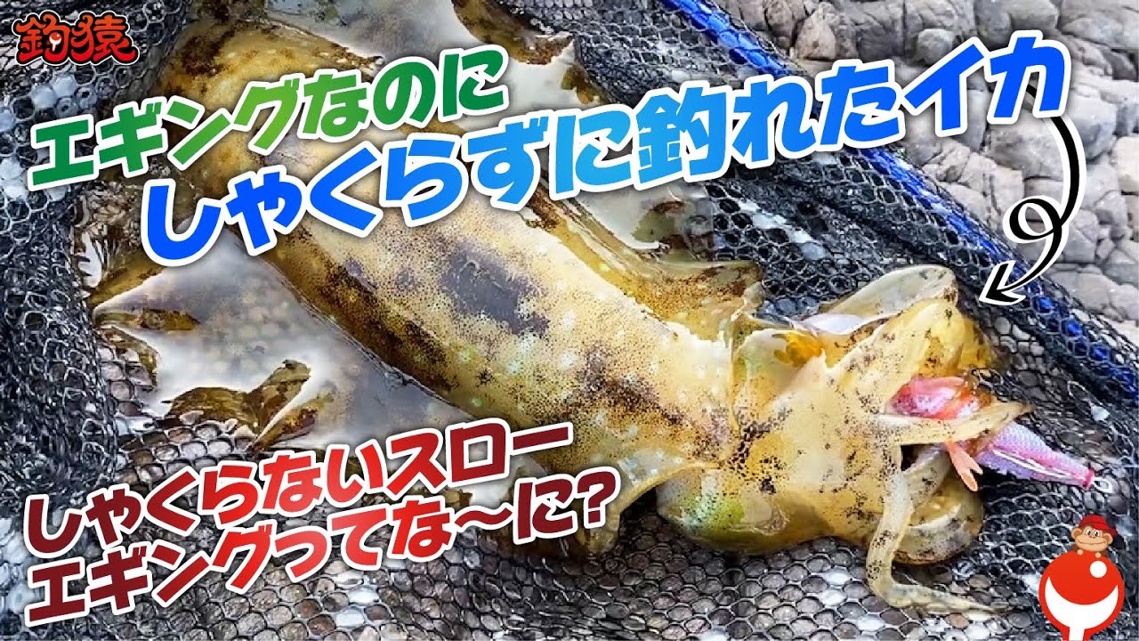 デカイカの時季に最適！エギング歴10年戦士から教わる、しゃくらないスローエギングとは！？