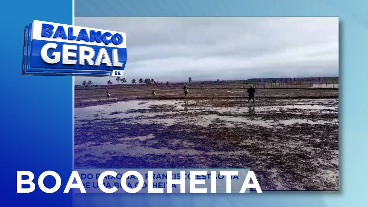 Rizicultores do Baixo S&atilde;o Francisco est&atilde;o na expectativa de uma boa colheita - Balan&ccedil;o Geral Sergipe