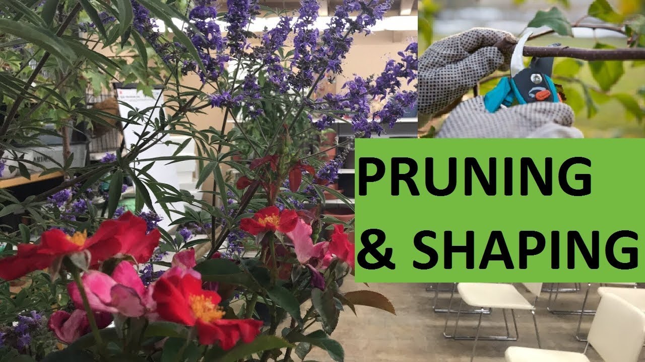HOW TO TRAIN YOUR PLANTS (PRUNING) | LIVESTREAM