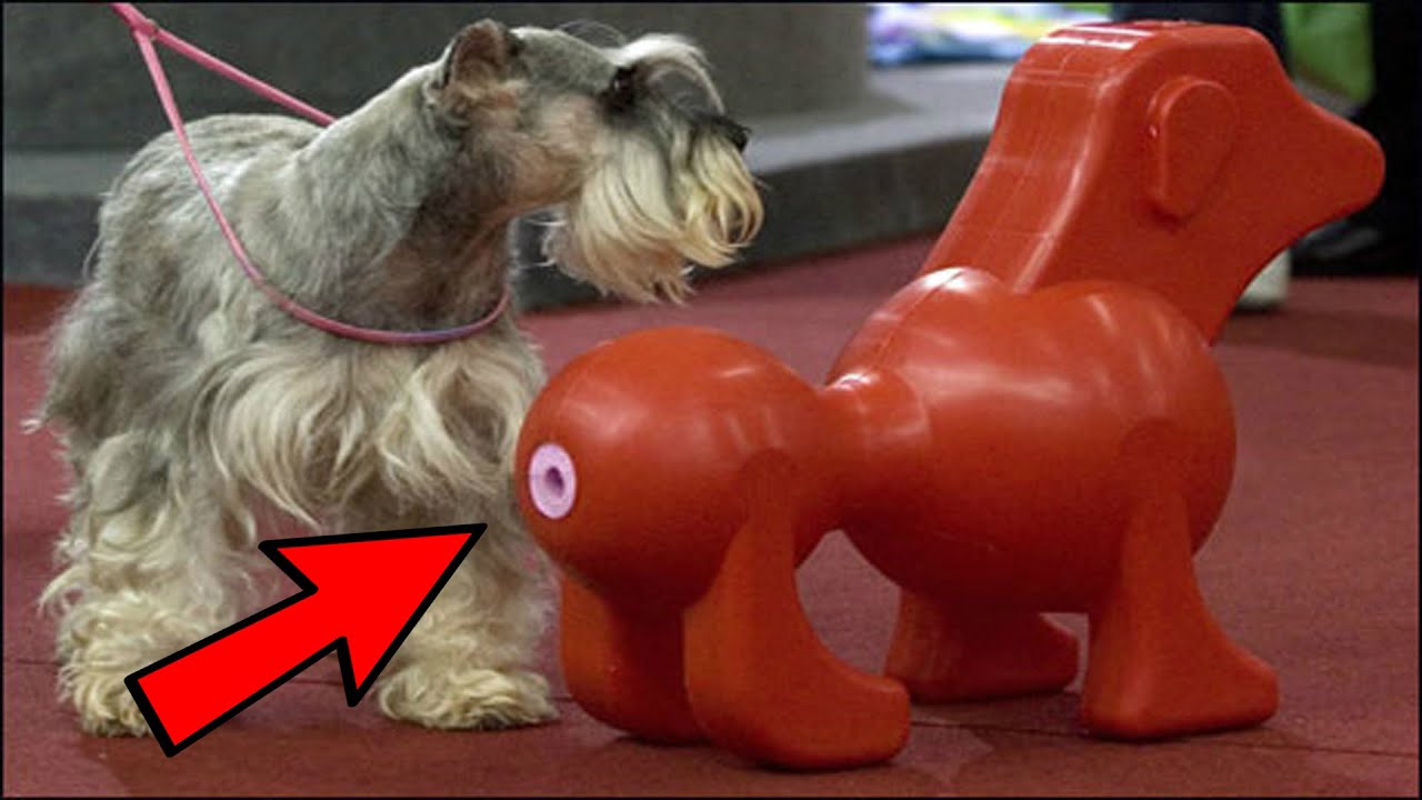 7 Accesorios Extra&ntilde;os Para Mascotas que Puedes Comprar