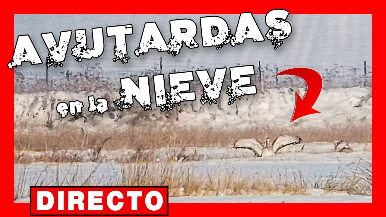 🔴 DIRECTO Aves HELADO TOTAL | AVUTARDAS | TEMPORAL FILOMENA #119