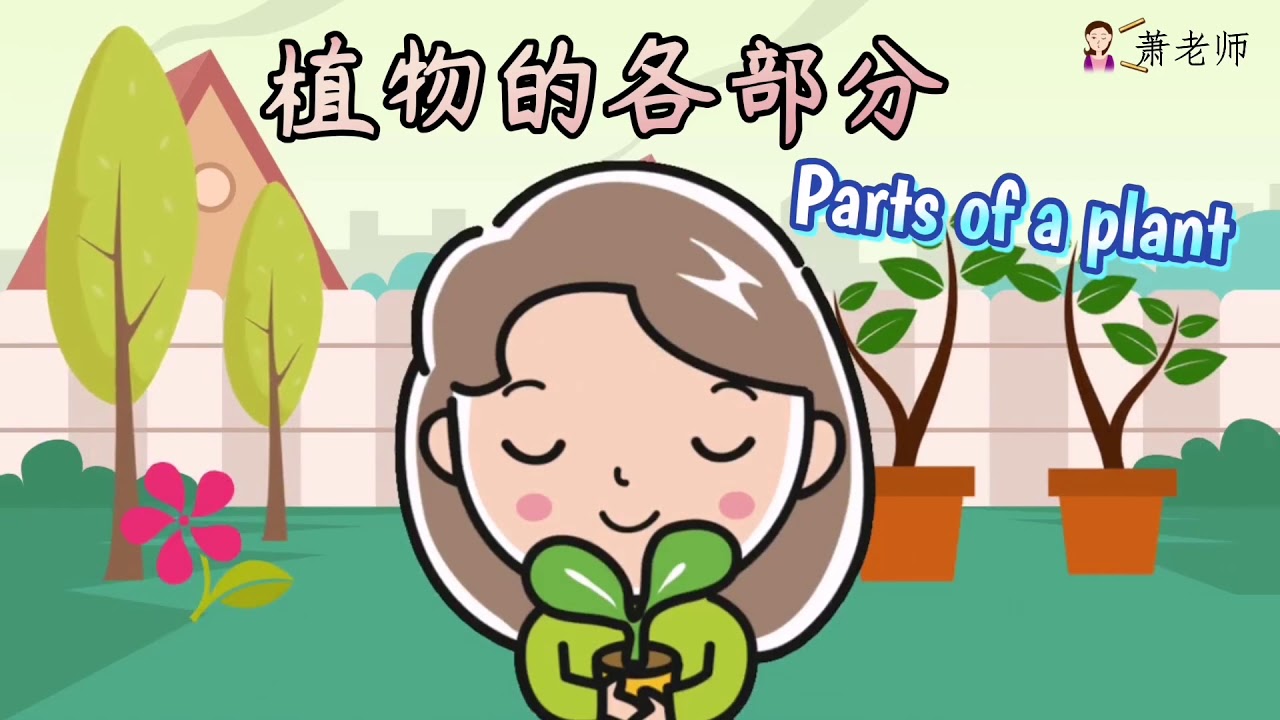 植物的各部分 (Prasekolah SJKC)