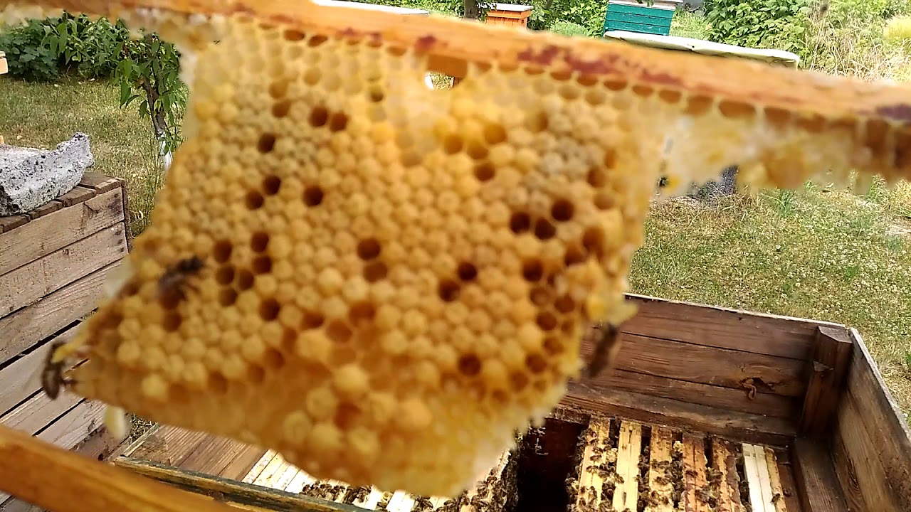 16/2018# Wymiana matki w agresywnej rodzinie, podejście drugie.
