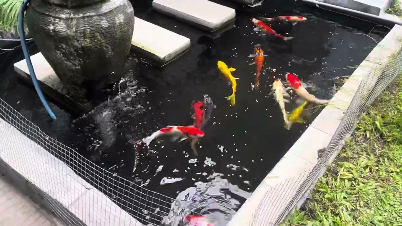 No.53 Koi mera