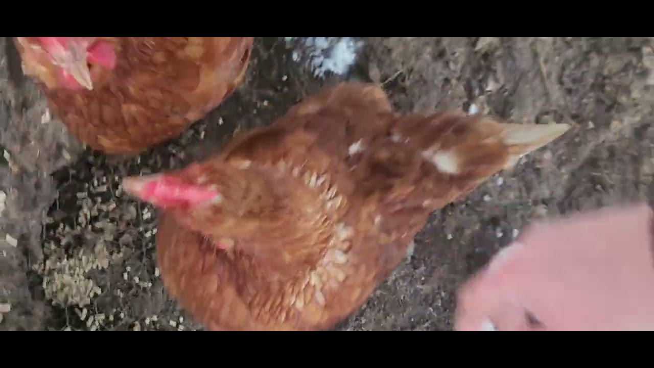 28.1.2026 Winter, Tiere, Voliere... #winter #hühner #chicken #fyp #viral #trending #fypage #backyard