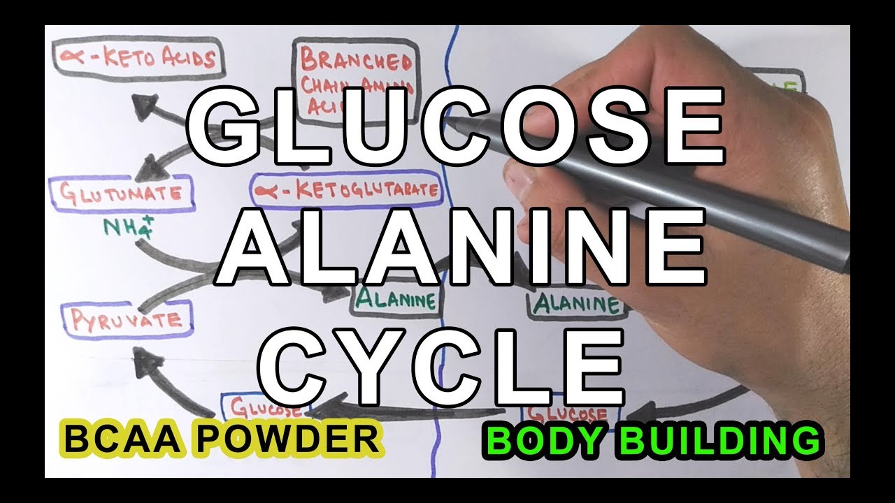 Glucose-Alanine Cycle | Cahill Cycle