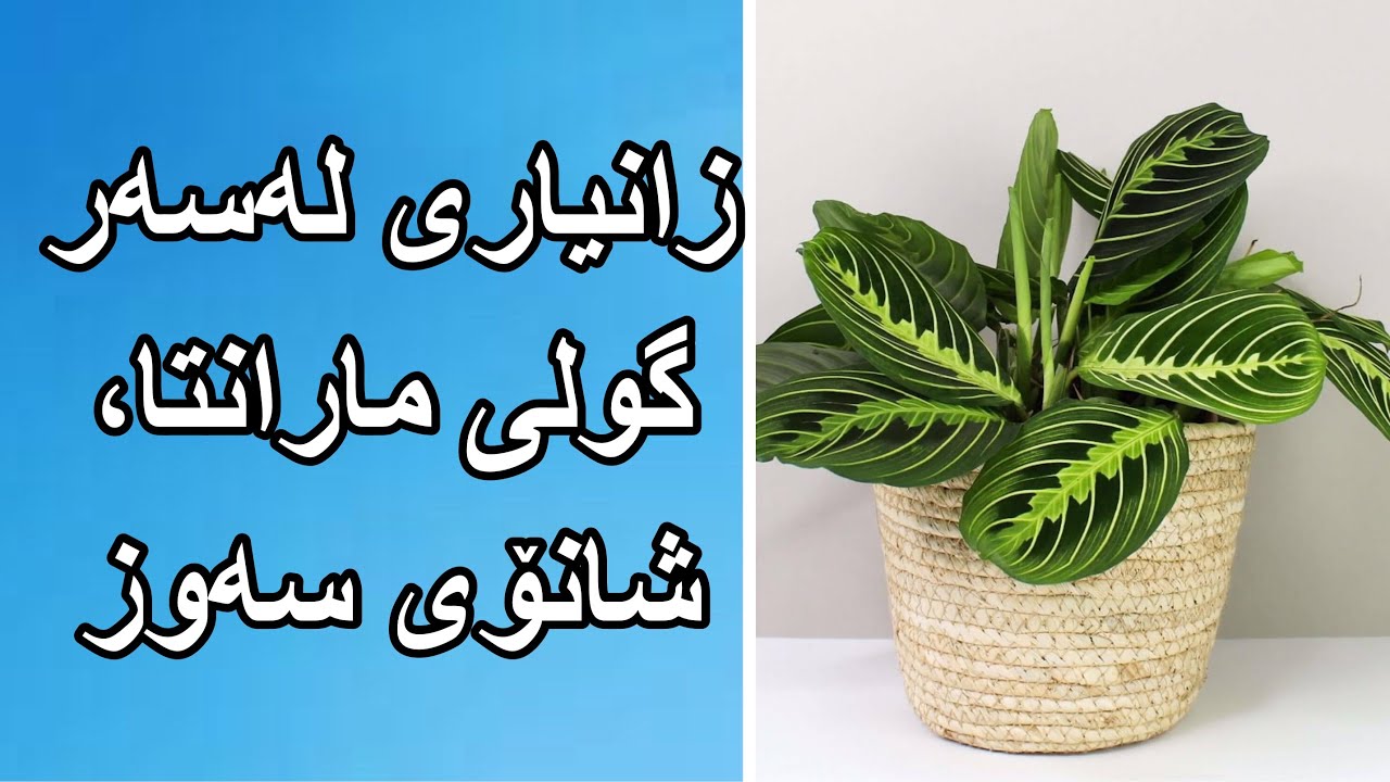 زانیاری لەسەر گولی مارانتا یاخود شانۆی سەوز ، پەروەردە کردن، زیاد کردن، ئاودان#rahelaziz #youtube #