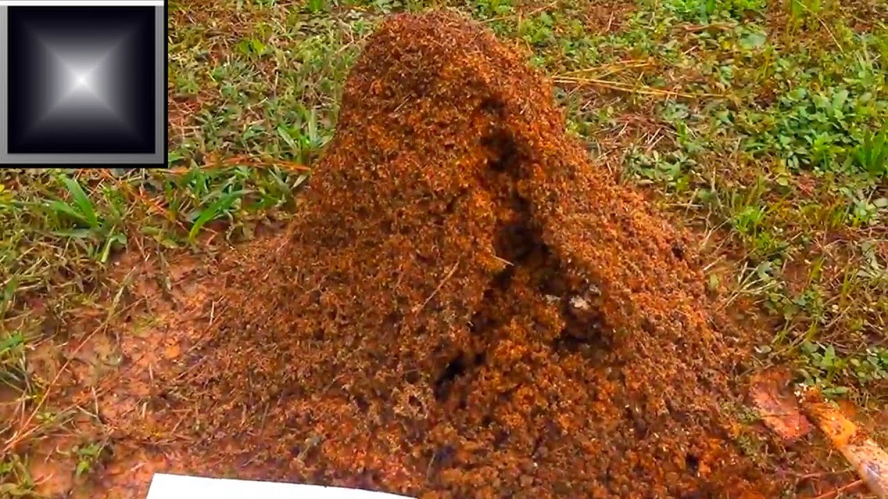 Fire Ant Mound FURY