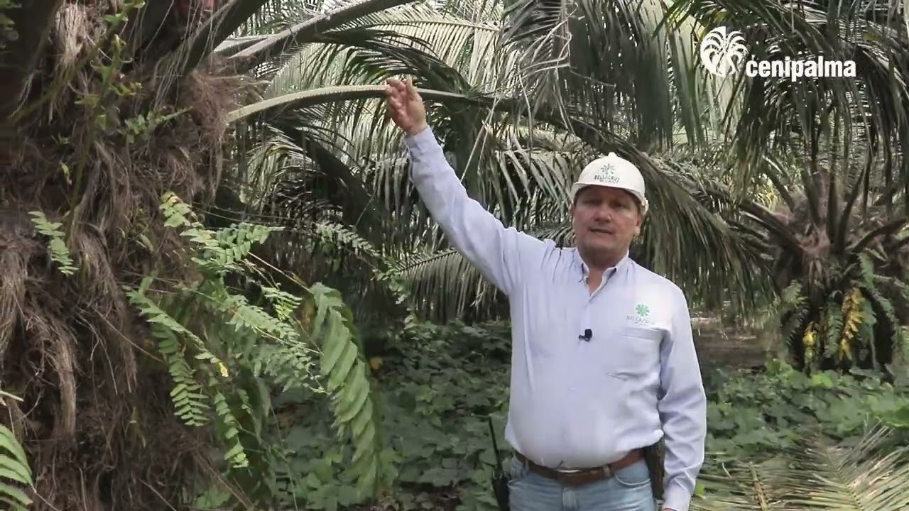 Cosecha - Plantación Bellacruz del Llano