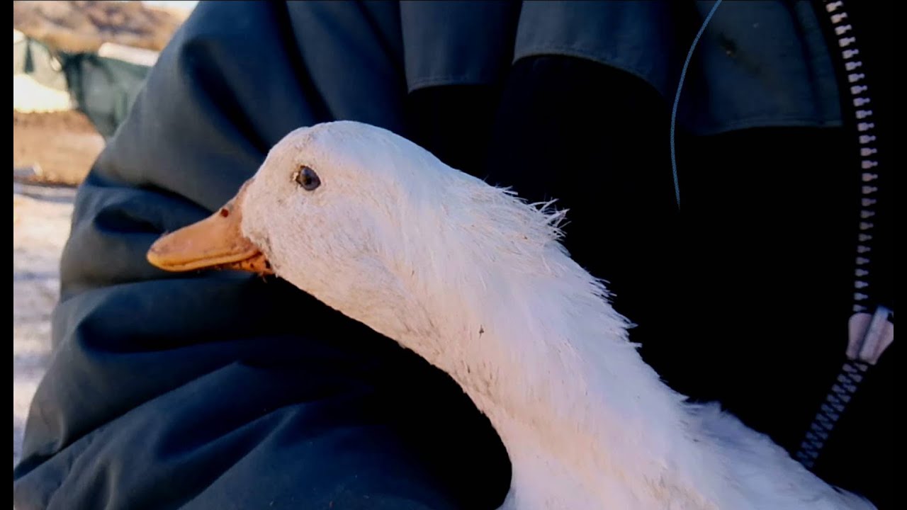 ÖRDEKLERDE DİŞİ ERKEK AYRIMI %100 E YAKIN KESİNLİK /FEMALE-MALE DISCRIMINATION IN DUCKS