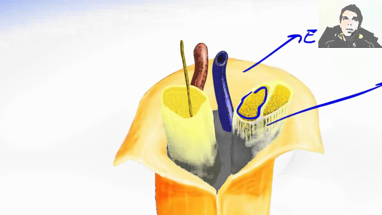 Peripheral Nerve - Afferent And Efferent Nerve Fiber