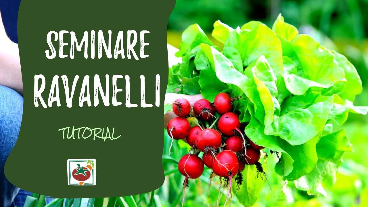 Semina ravanelli: tutorial di coltivazione orto